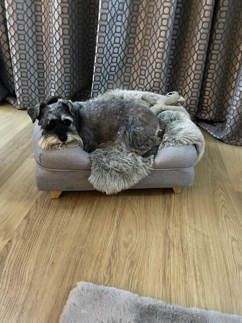 En grå hund som hviler i sin bolsterhundseng