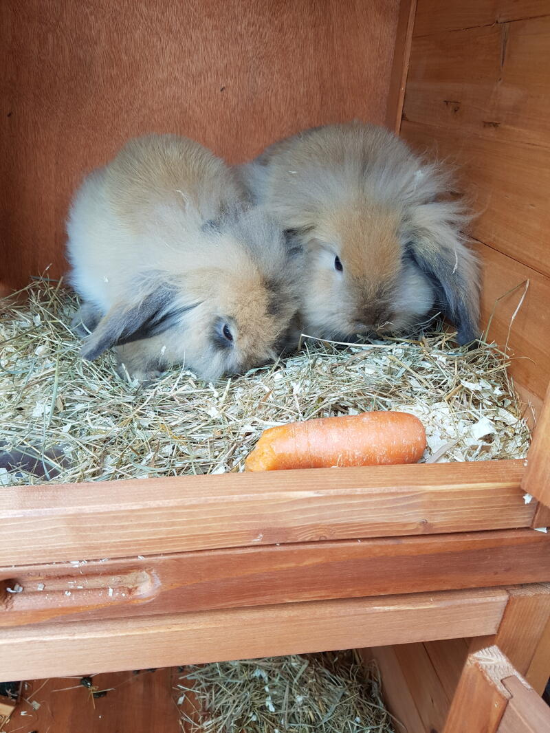 two fluffy brown mini lop bunny rabbits in a hutch with straw with a carrot