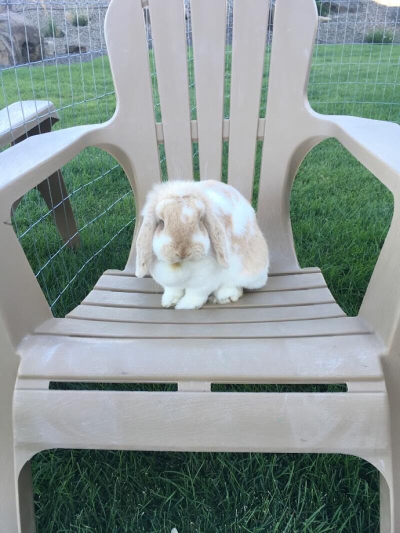 Cute Mini Lop Rabbit sitting on a chair in their run