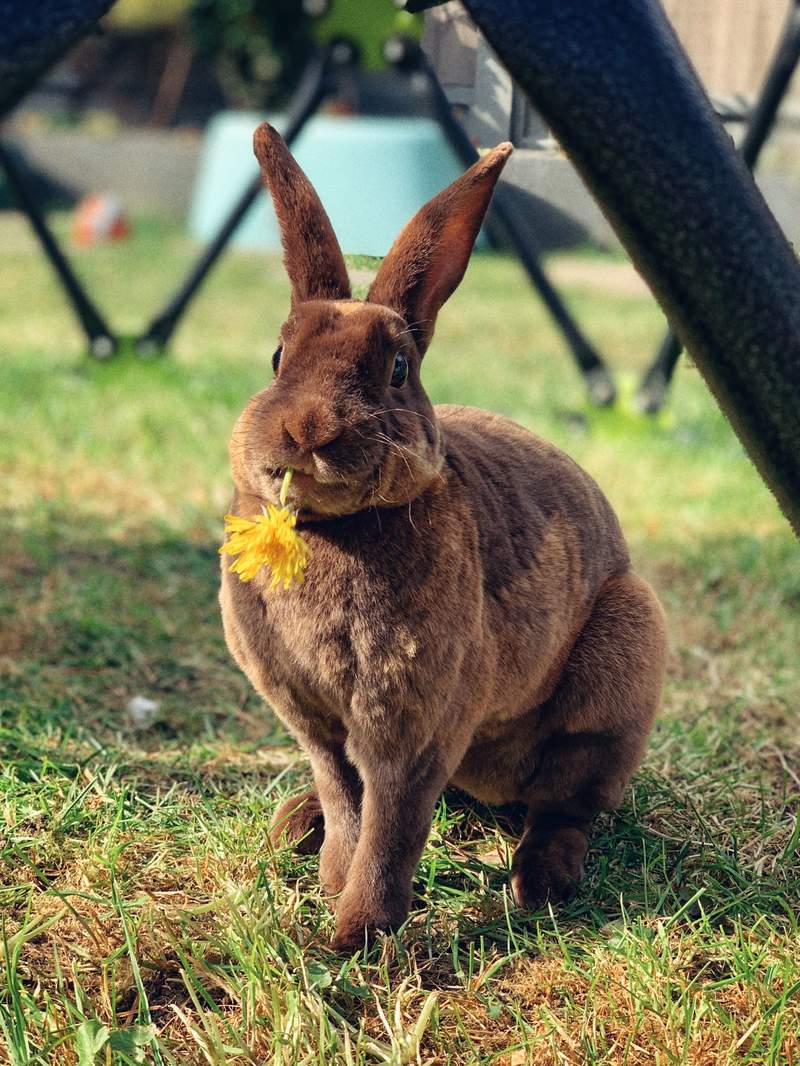brown large bunny rabbit in a garden eating a flower