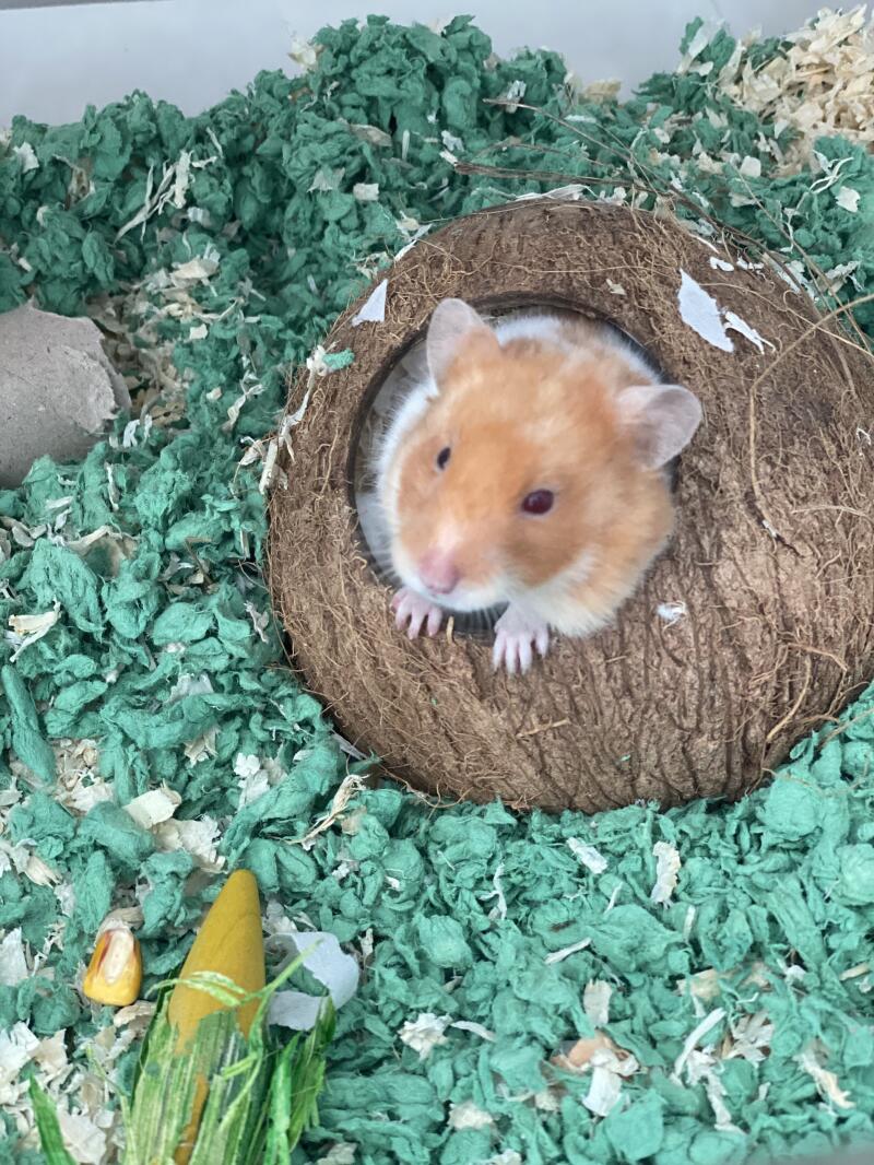 Onze hamster hulk houdt van haar nieuwe kokosnoot hut
