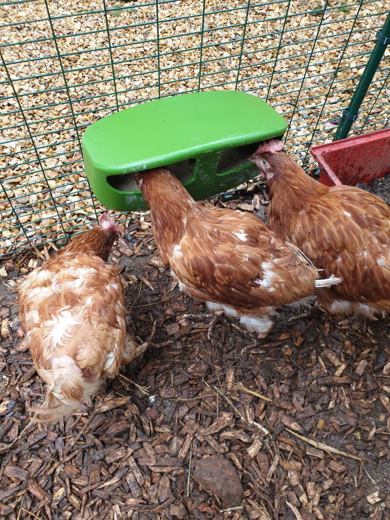Die hühner aus der legebatterie freuen sich über ihren neuen futtertrog!