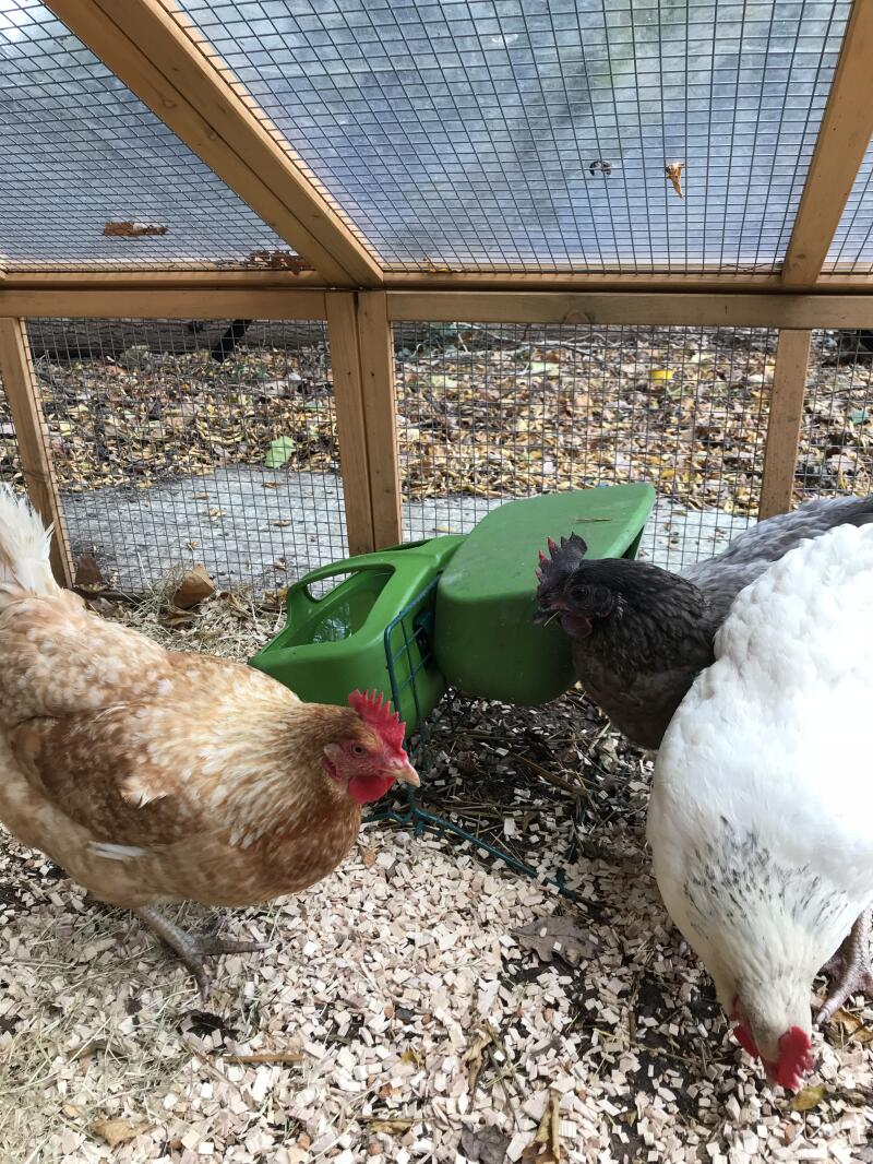 De meisjes genieten van hun nieuwe voederbak!
