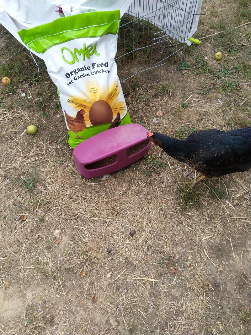 Omlet økologisk kyllingefoder og kylling med foderautomat