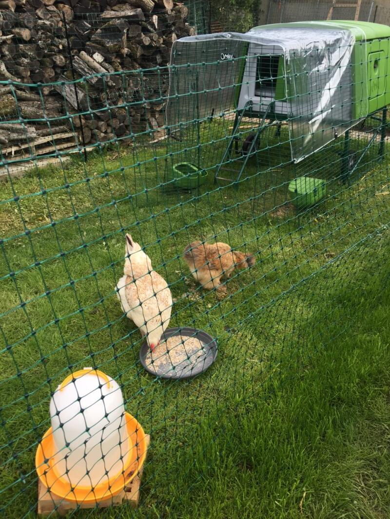 Pollos detrás de la valla de pollo con un gran gallinero verde Cube 