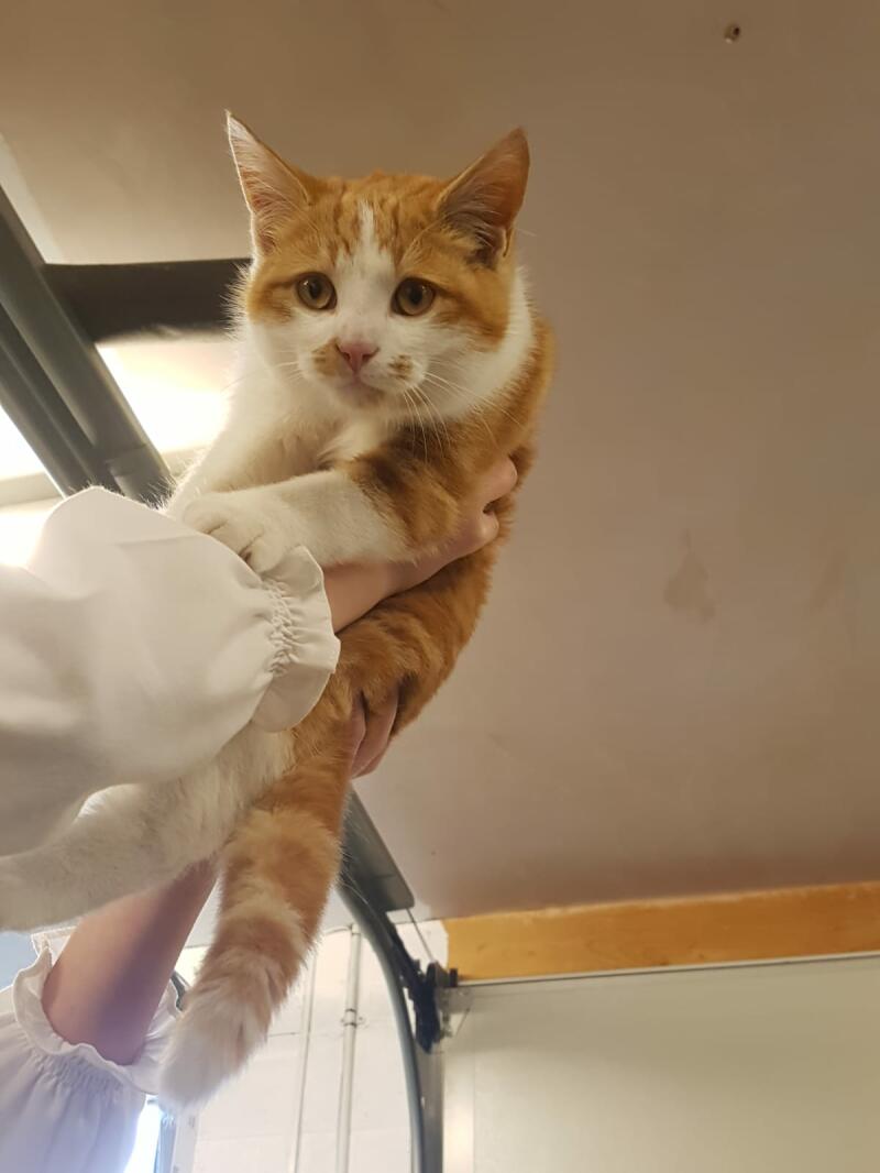 an orange and white cat being held by its owner