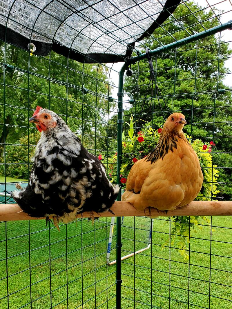 Two chickens on a perch, inside an enclosure