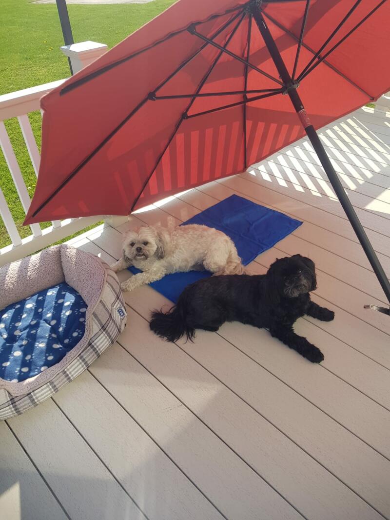 Two dogs enjoying their fresh cooling mat in the summer heat