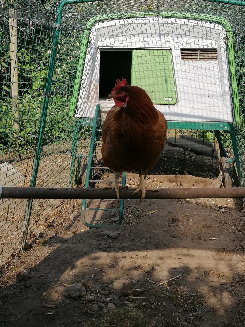 Kurczak siedzący na wybiegu dla kur Omlet.
