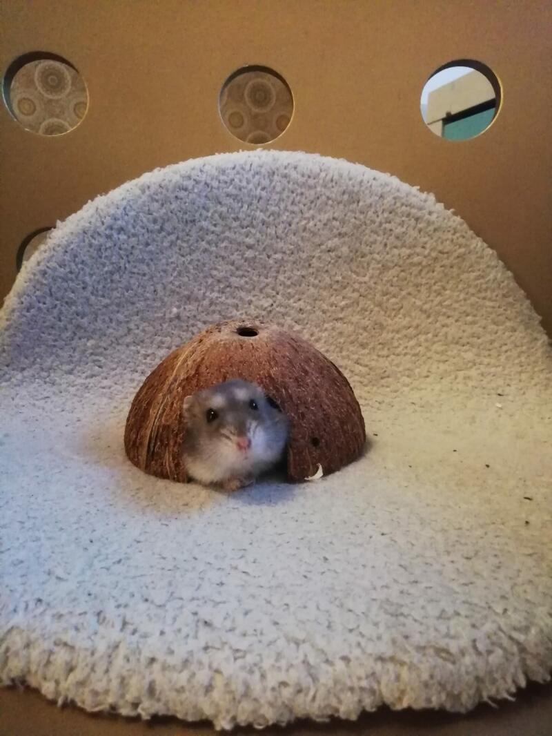 Hamster in hideaway
