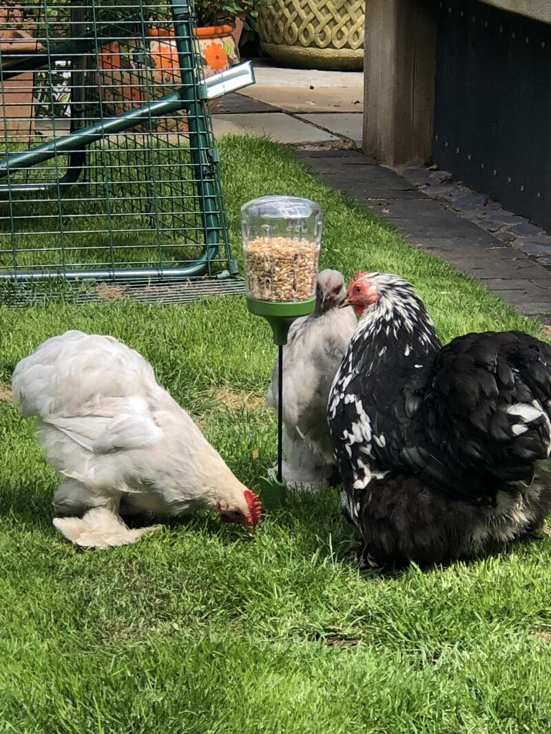 Chickens pecking the feed that fell out of their peck toy