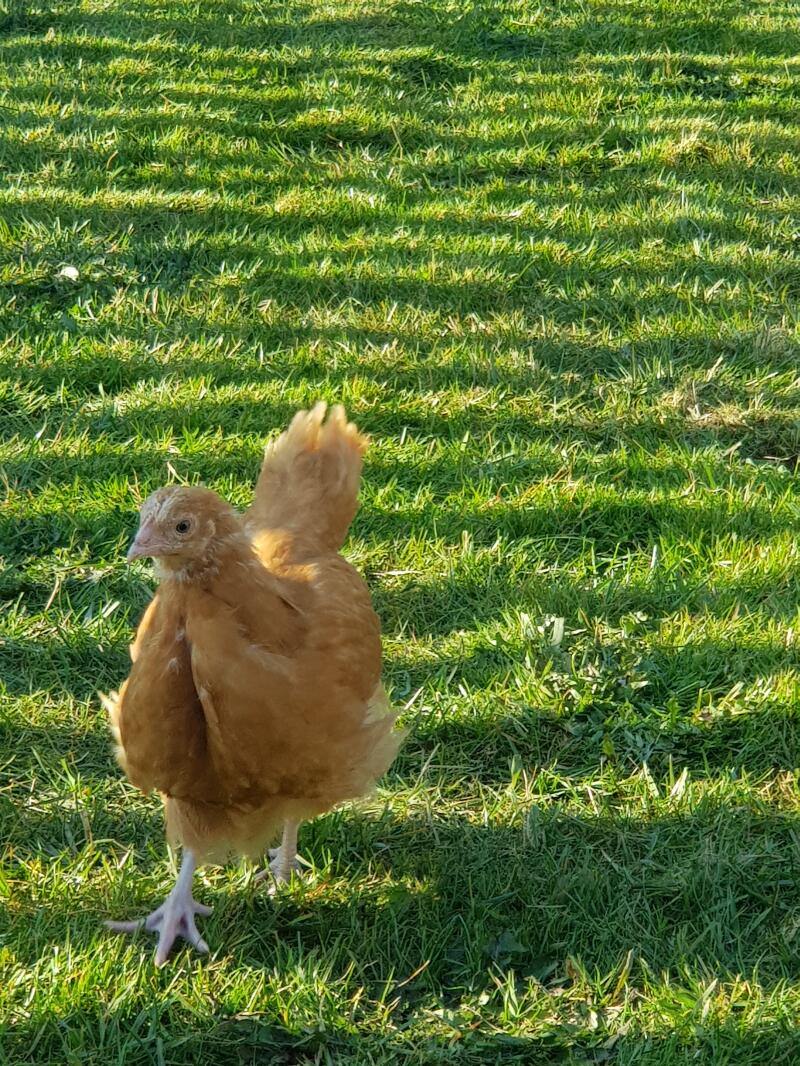 A young buff orpington chicken hanging out.