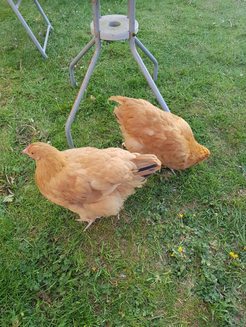 A pair of buff orpington chickens.