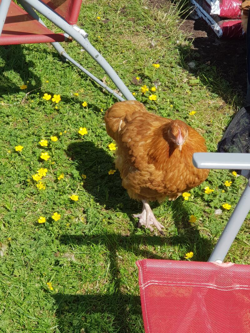 A chicken walking around the garden.
