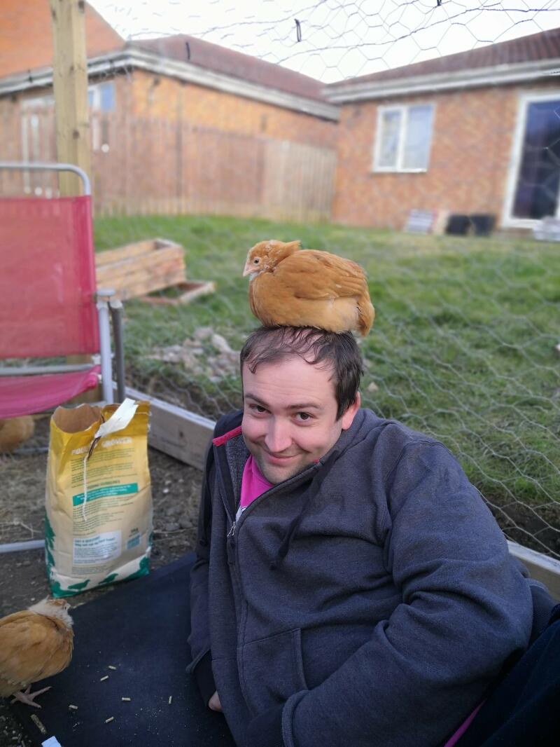An orpinton chicken sitting on his head!