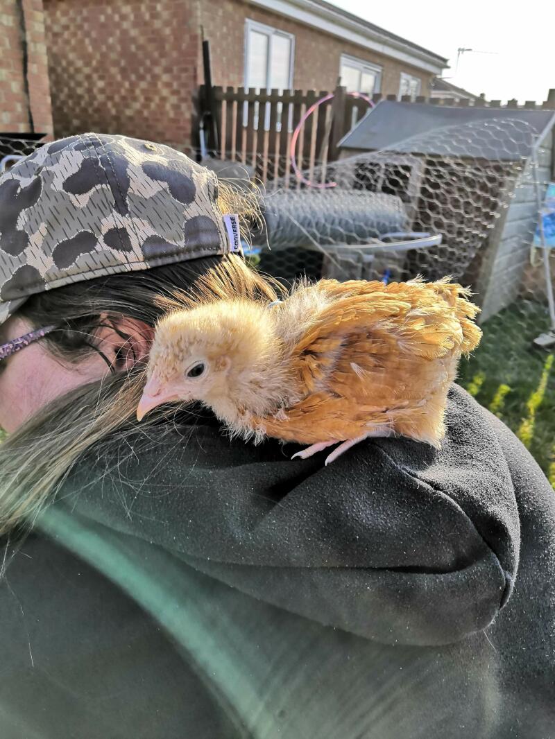 Chicken on shoulders