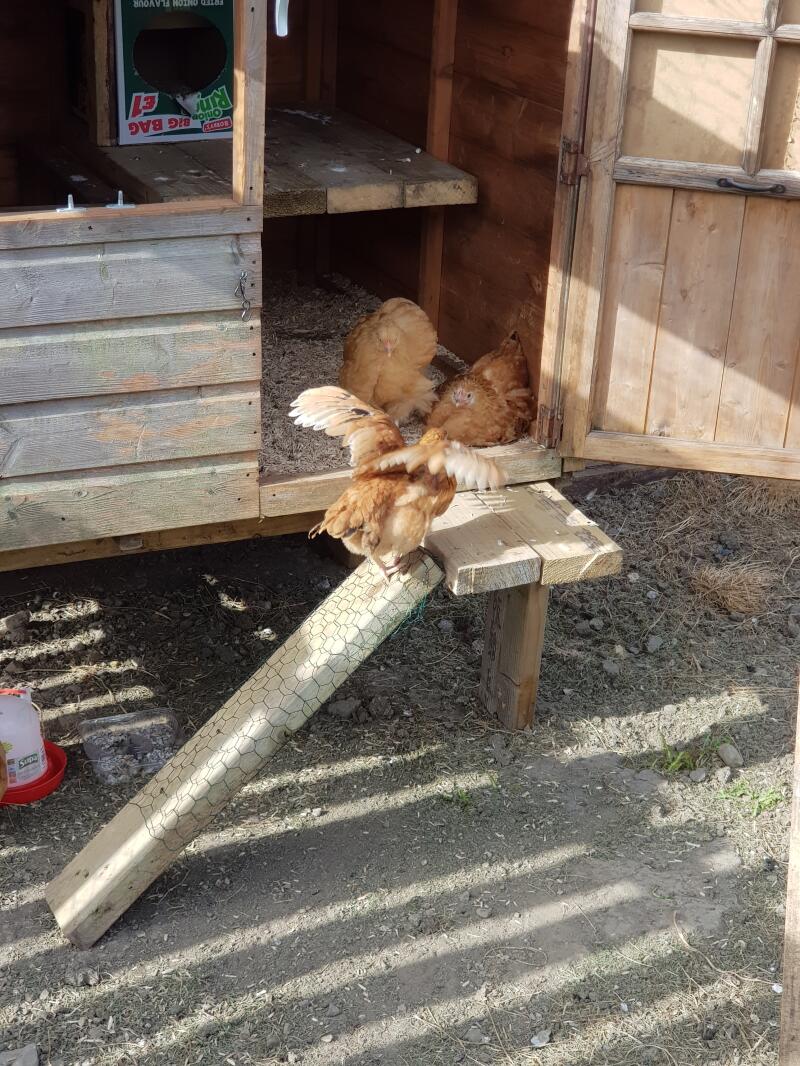 Chicken stretching its wings.