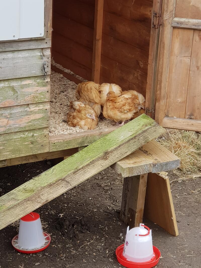 fluffy Orpington chickens in a wooden chicken coop
