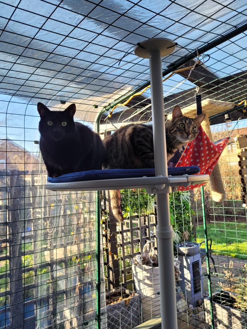 2 katte sad på en hylde på deres udendørs kattetræ, inde i deres udendørs løbegård
