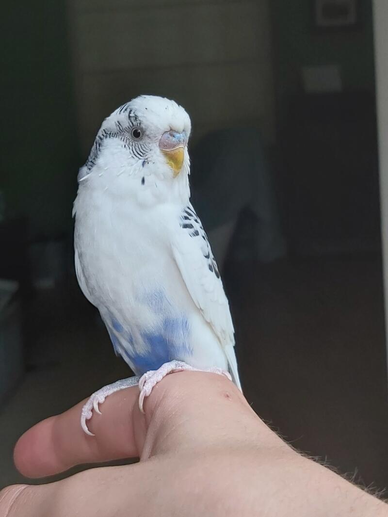 En fugl, der sidder stille på en eller andens hånd.