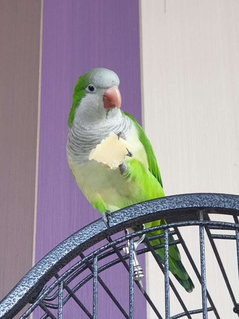 Parrot on cage