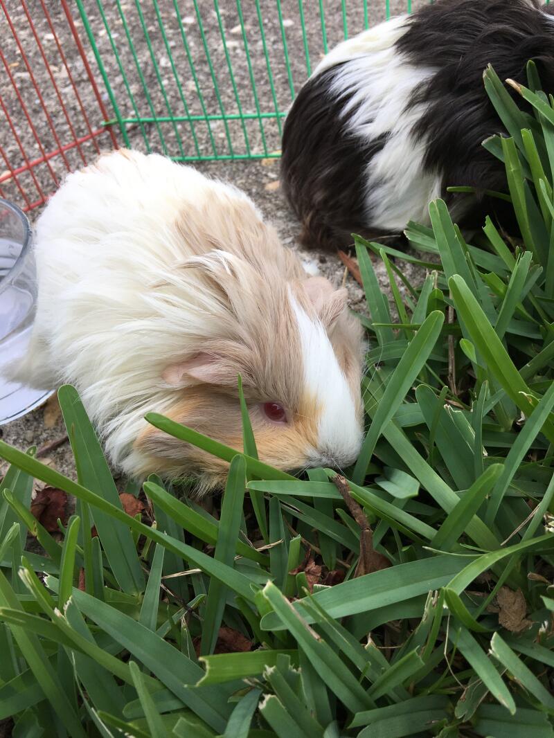 ¡A los melocotones le encanta la hierba!