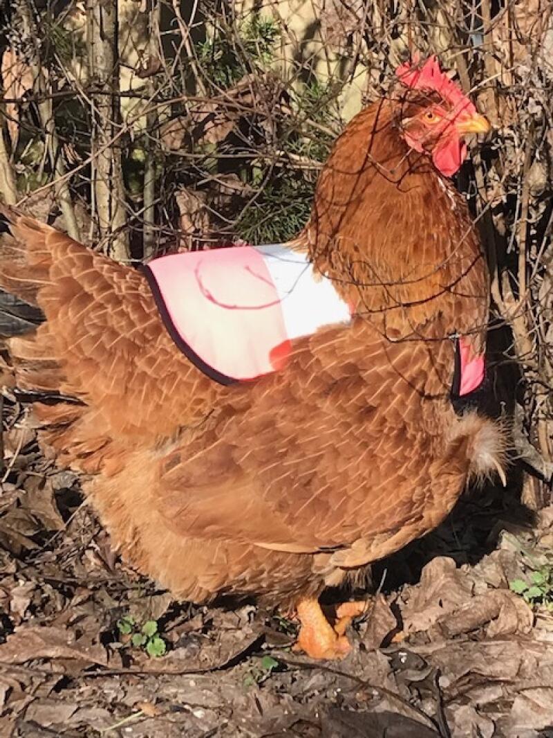 En kylling iført en lyserød sikkerhedsjakke