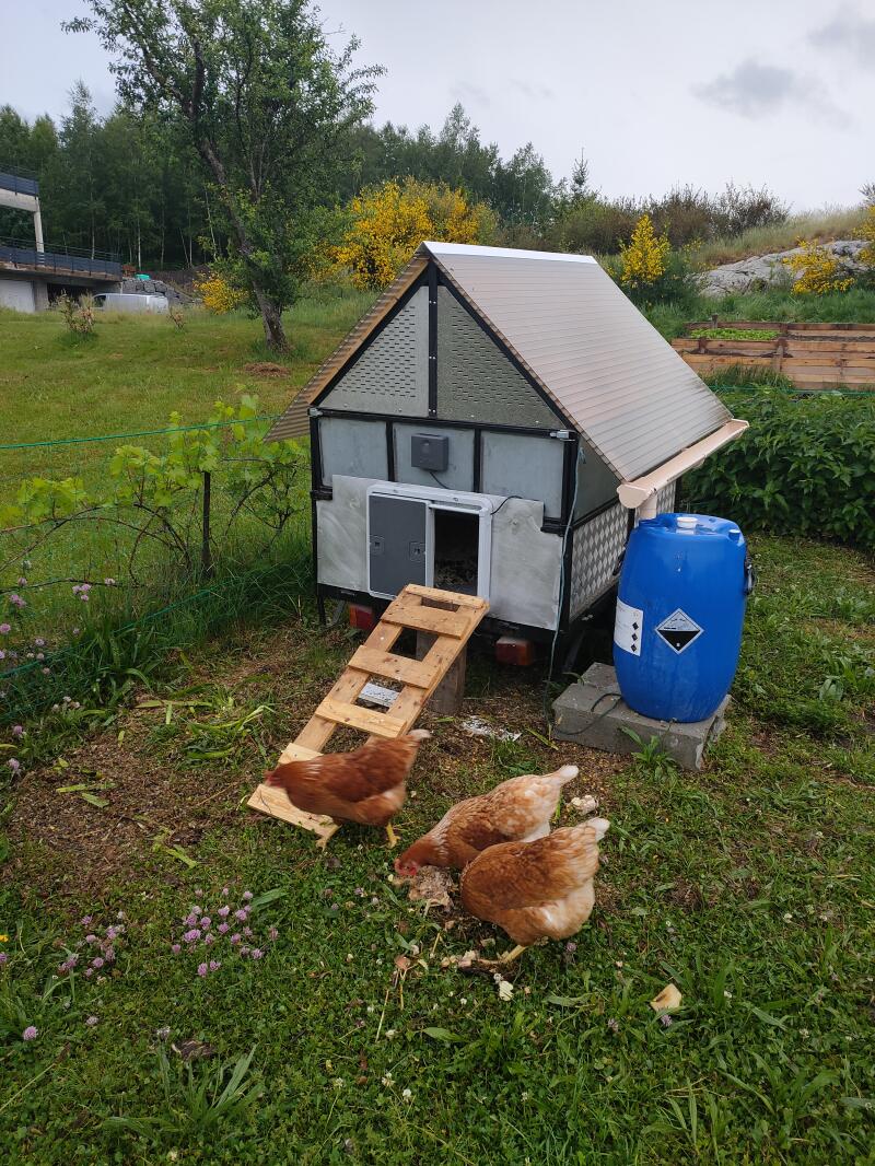 An automatic coop door opener mounted on a chicken coop with a metal front wall