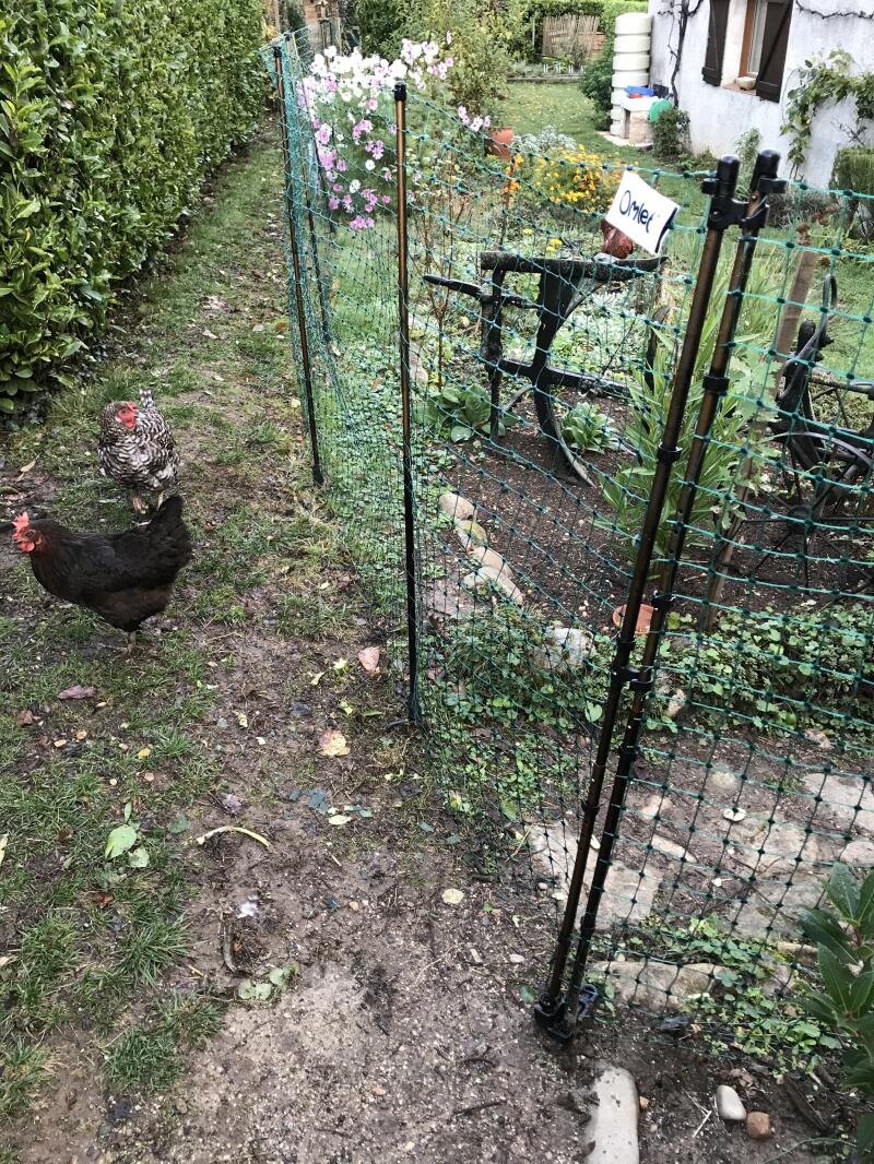 Omlet kycklingstängsel i trädgården