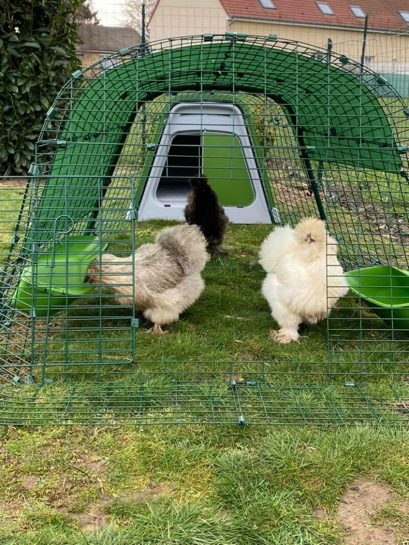 Trzy małe kurczaki wałęsające się po wybiegu w kurniku