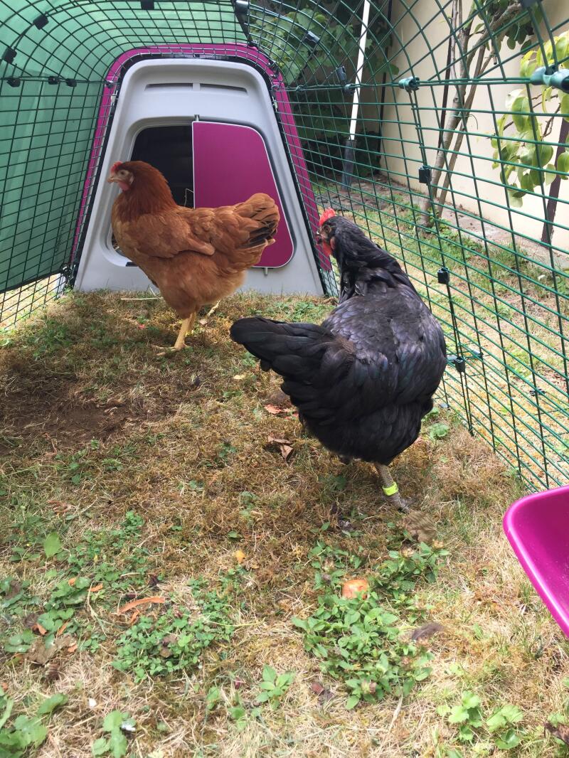 Two chickens wandering inside their enclosure