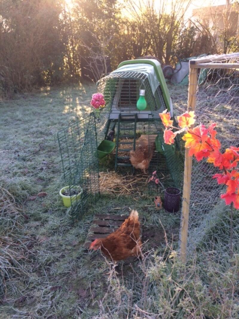 A green coop in a wintery garden while the sun is setting in the background