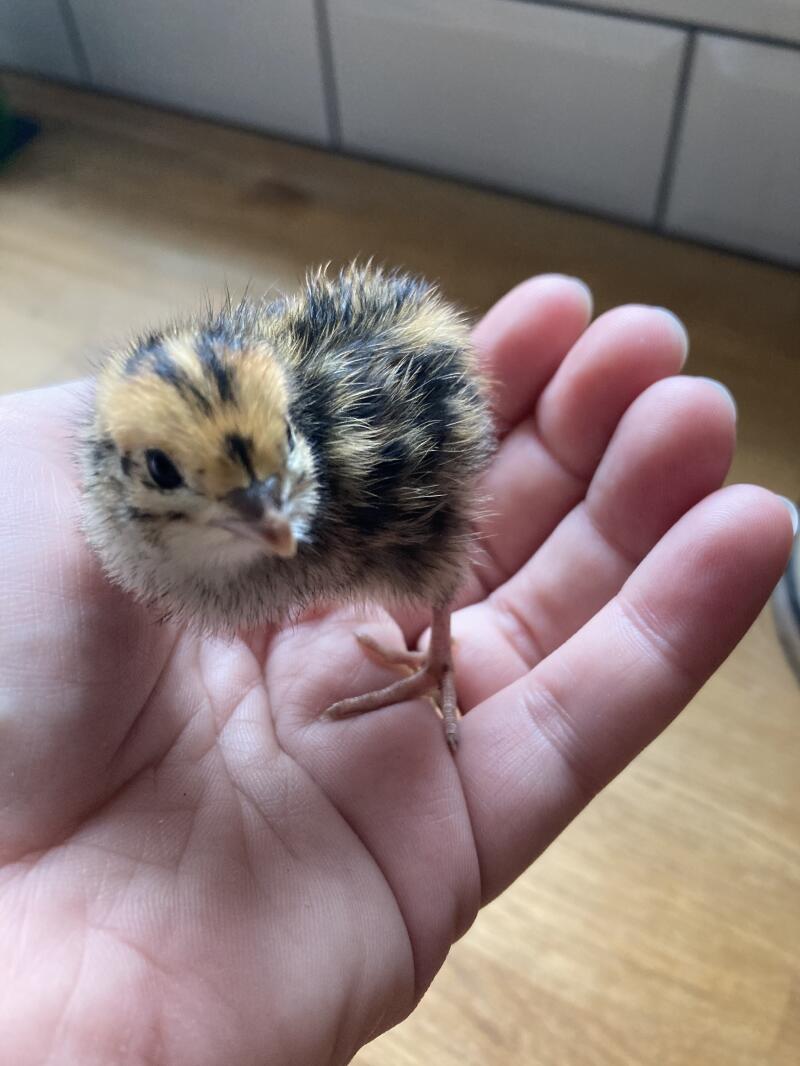 A little quail chick walking on my hand.