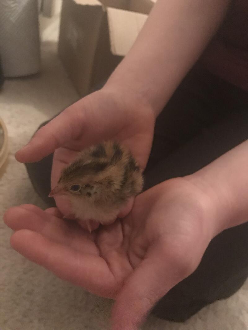 a small quail stood in its owners hands