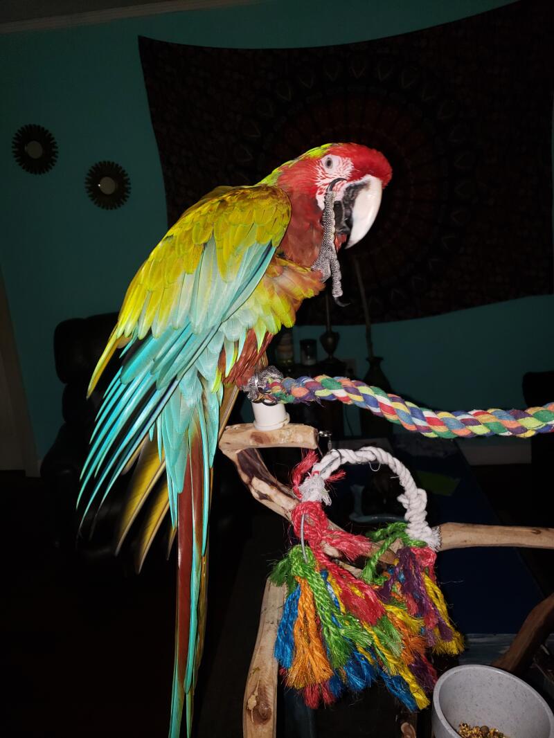 Red and Blue Macaw Parrot