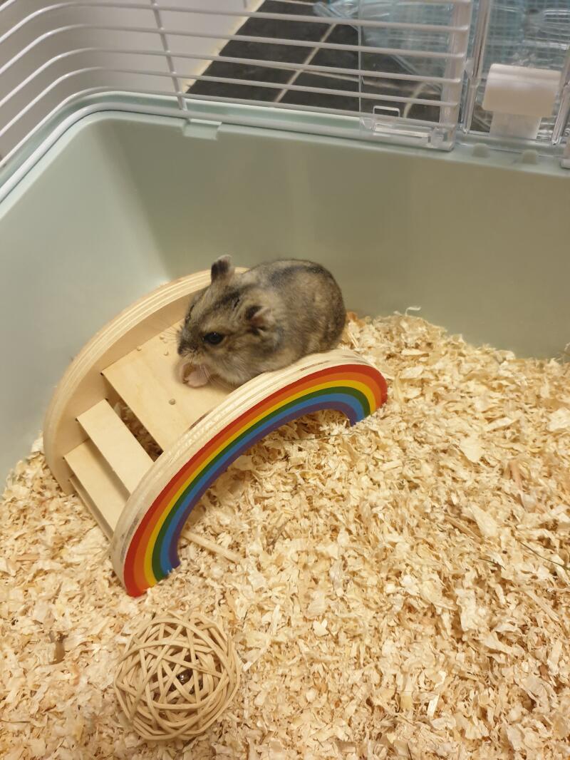 Ein russischer hamster frisst etwas futter in einem käfig