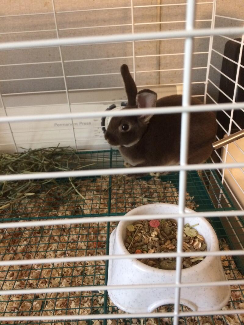 a small grey bunny rabbit in an indoor hutch