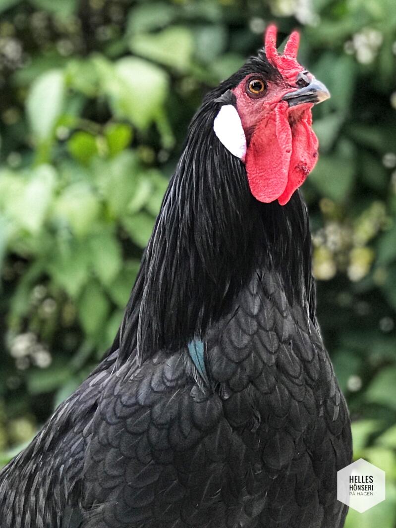 Un gallo negro y rojo en un jardín