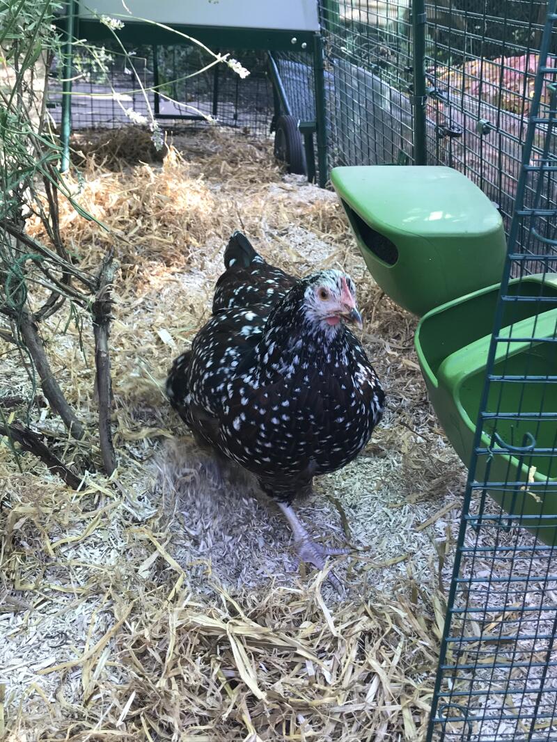 Les poules adorent courir à travers leur jardin avec la nouvelle porte arrière installée sous leur maison. 