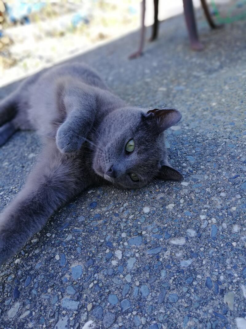 a grey russian blue cat lying on a patio