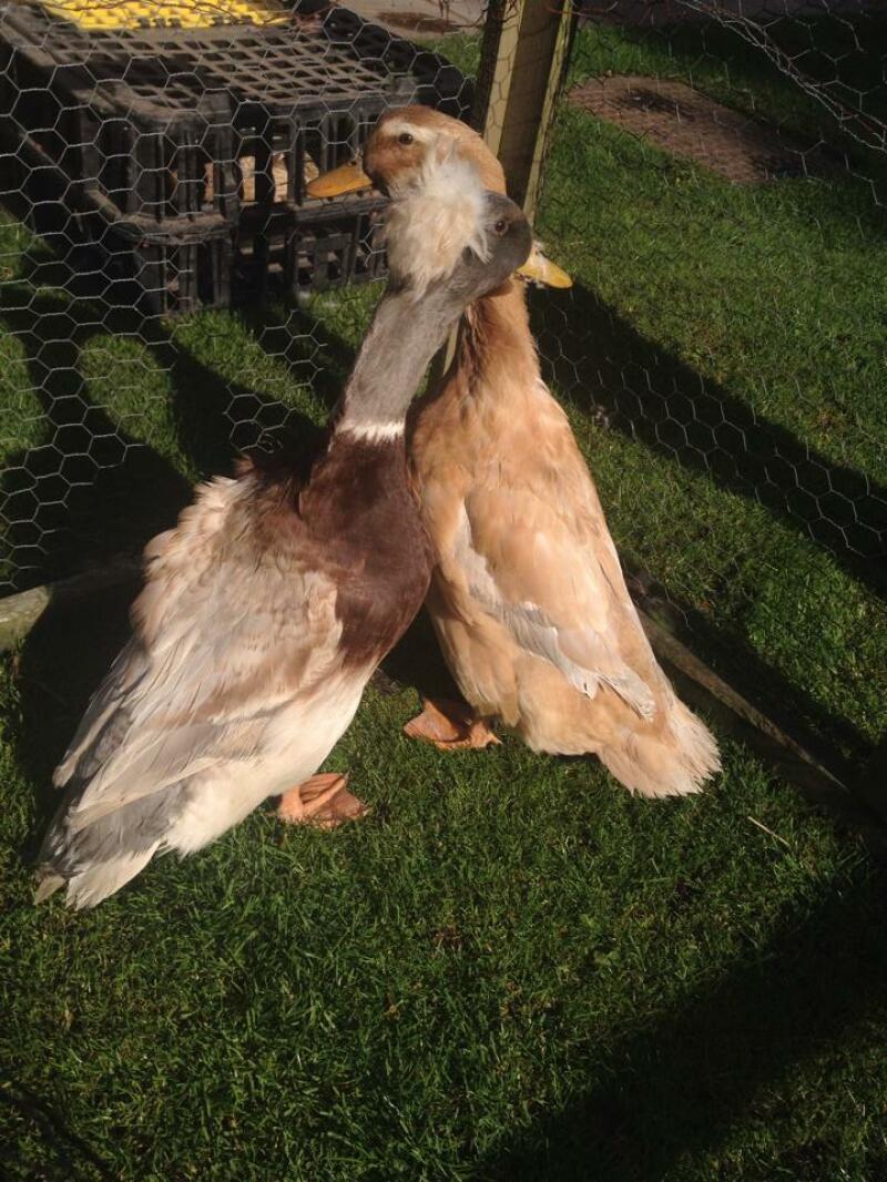 Saxony ducks
