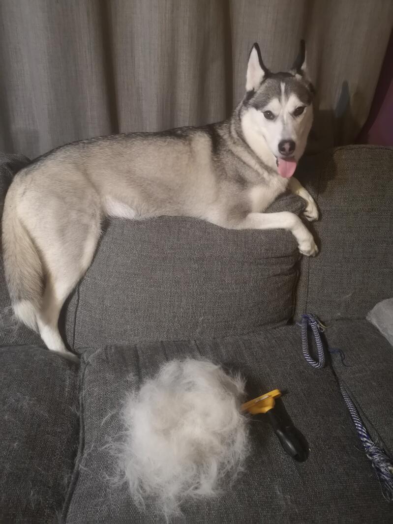 Husky on Sofa after 5 minute Brush