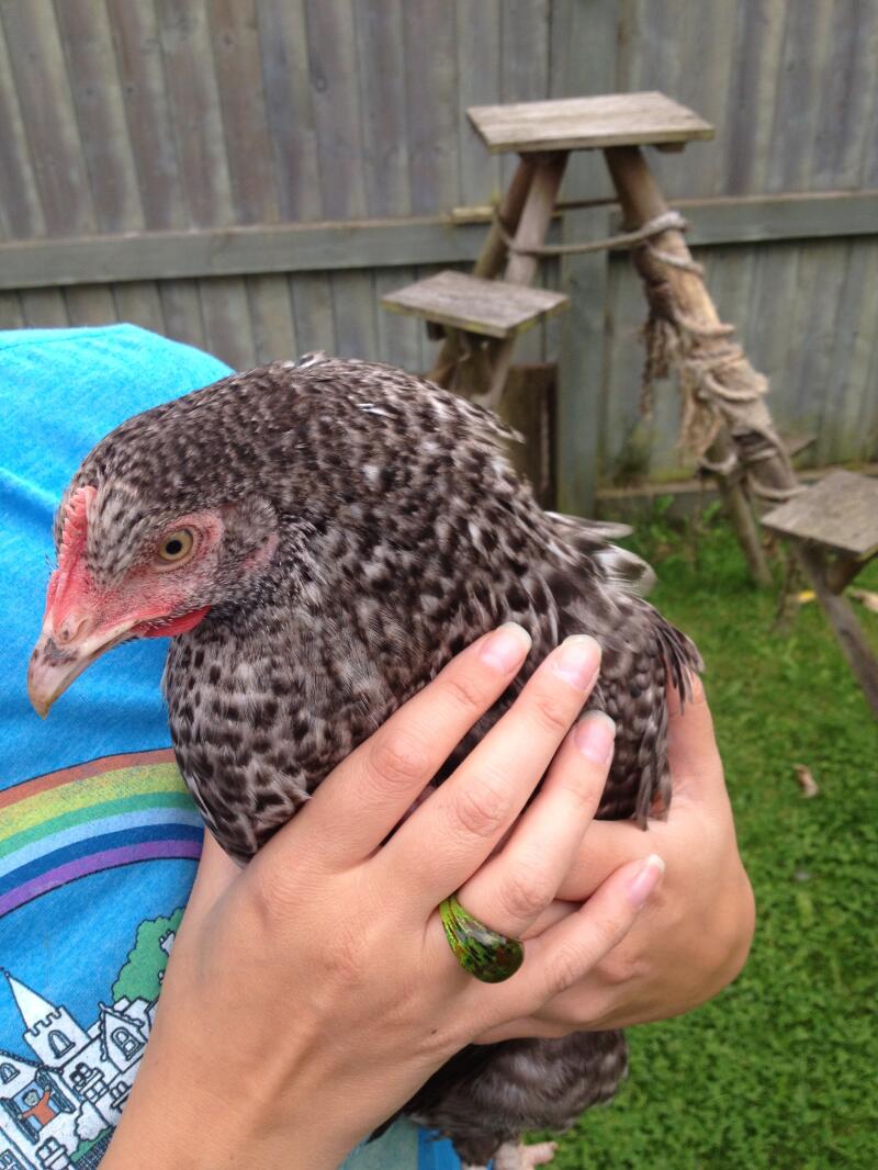 A woman holding a speckledy chicken.