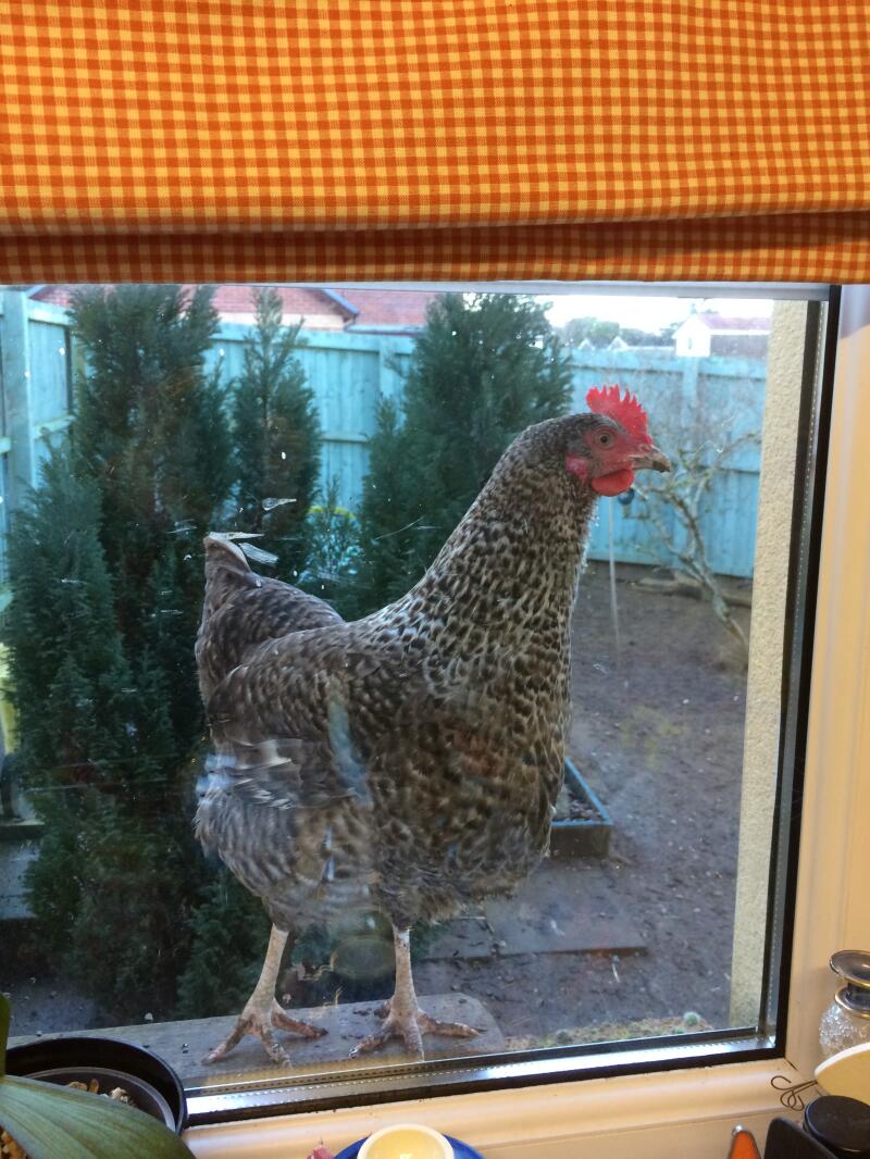 A speckledy chicken looking into our cage.