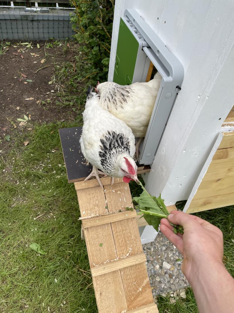 Pollos que salen de su gallinero por una puerta automática, atraídos por unas lechugas que se les entregan