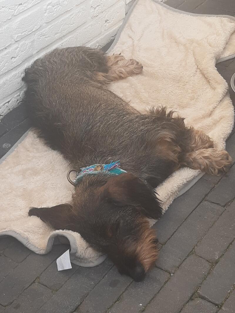A dog appreciating to sleep on his blanket