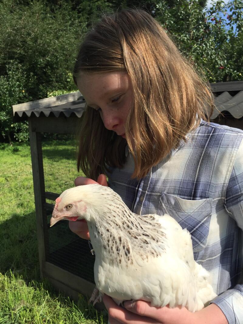a young girl in a garden holding a white and black sussex chicken