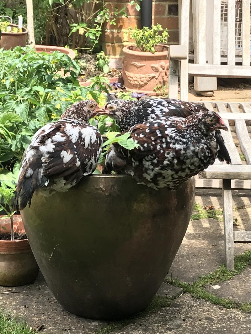 three chickens in a flower pot in a garden