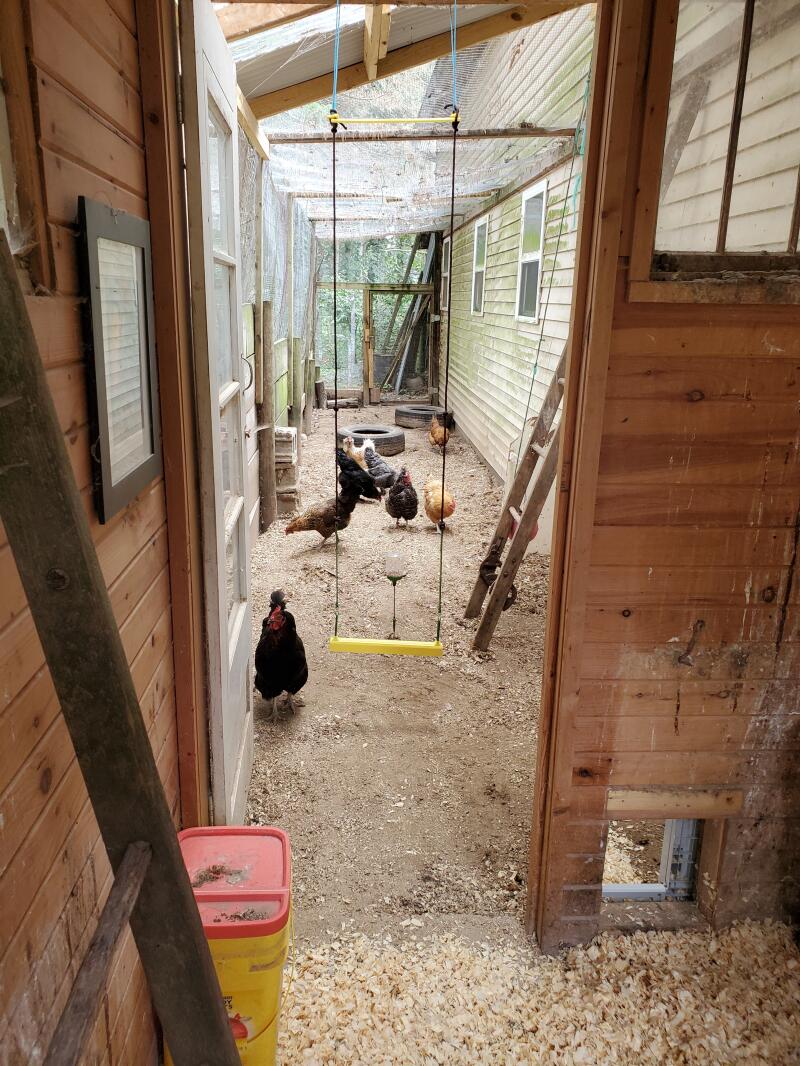 Un'installazione di un'altalena per polli all'interno di un'area recintata per polli.