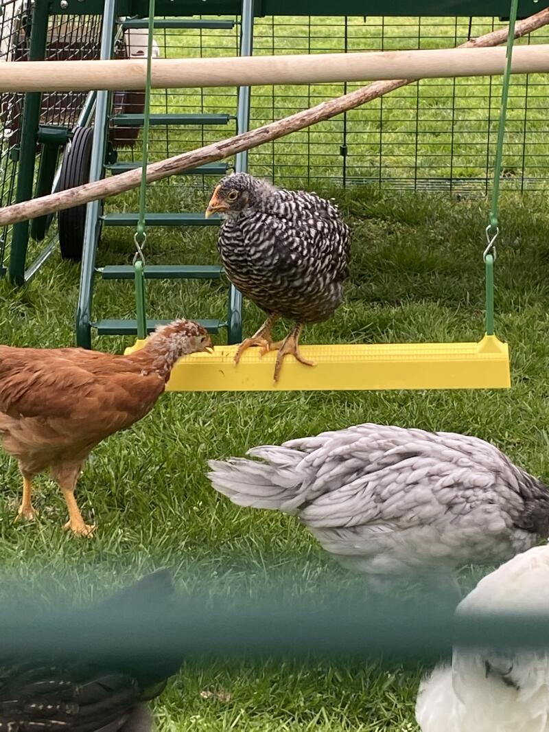 En kyckling på en kycklinggunga